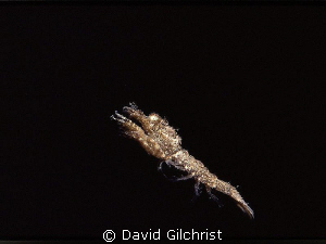 Crustacean Sp. Resolute Bay, Nunavut. This unidentified s... by David Gilchrist 